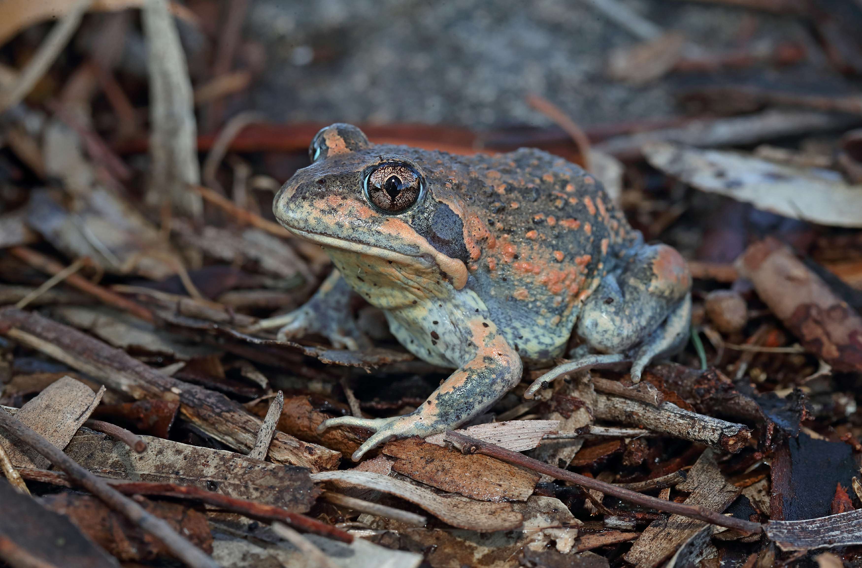 Eastern Banjo Frog’s call is music to the ears GB CMA Goulburn